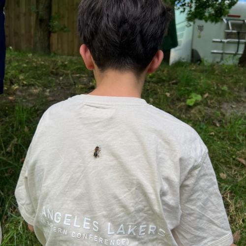 Schwebefliege am Rücken eines Kindes