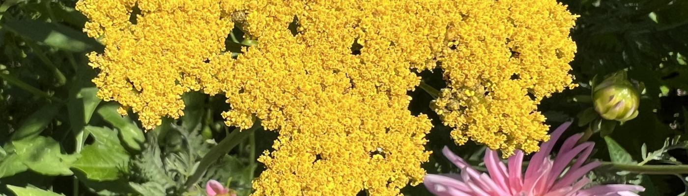 gelbe Blume 