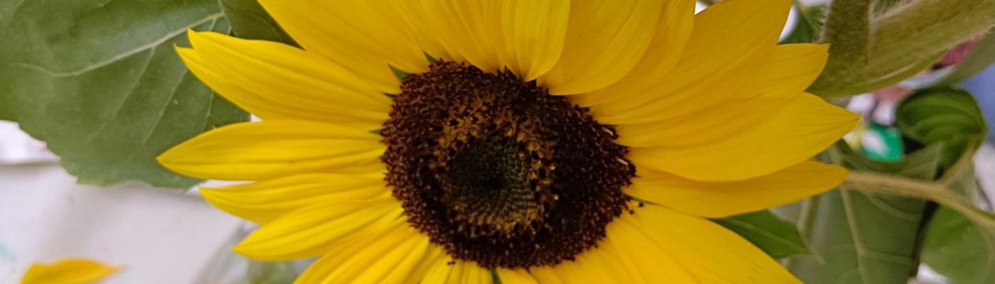 Bild einer Sonnenblume