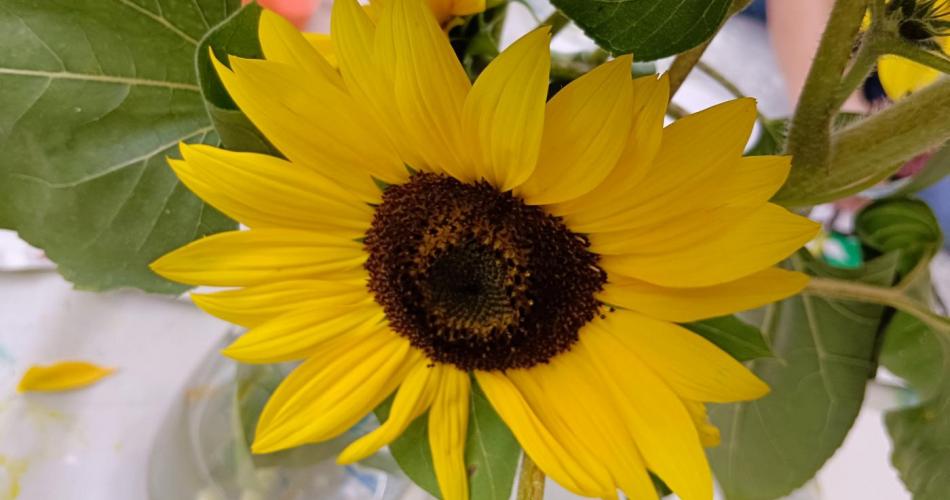 Bild einer Sonnenblume